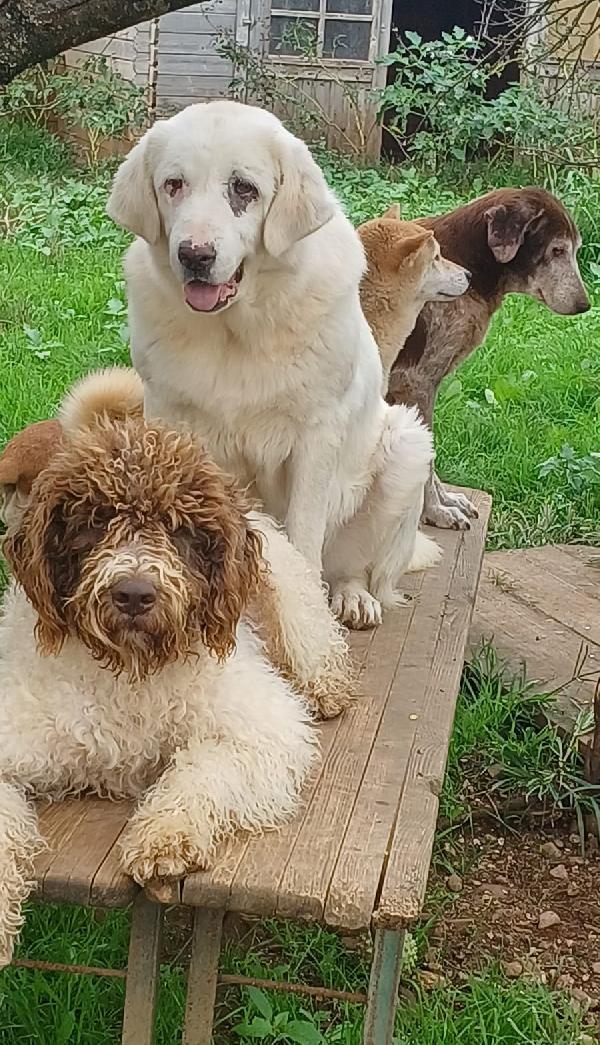 VITA, cagnolona dolcissima in cerca di una bella famiglia Foto 4